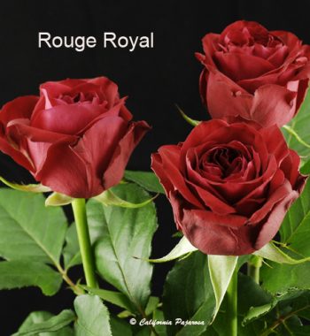 Royal Explorer Red Rose Variety