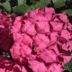 Macrophylla Hot Pink