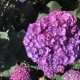 Macrophylla Pink-purple