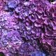 Macrophylla Blue-Purple